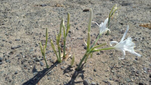 νήσος χρυσή 4